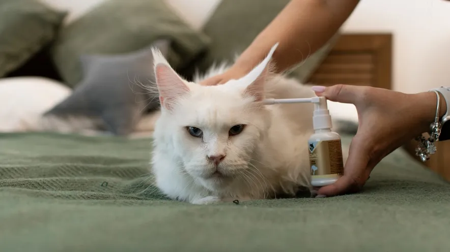 Чим чистити вуха у котів?