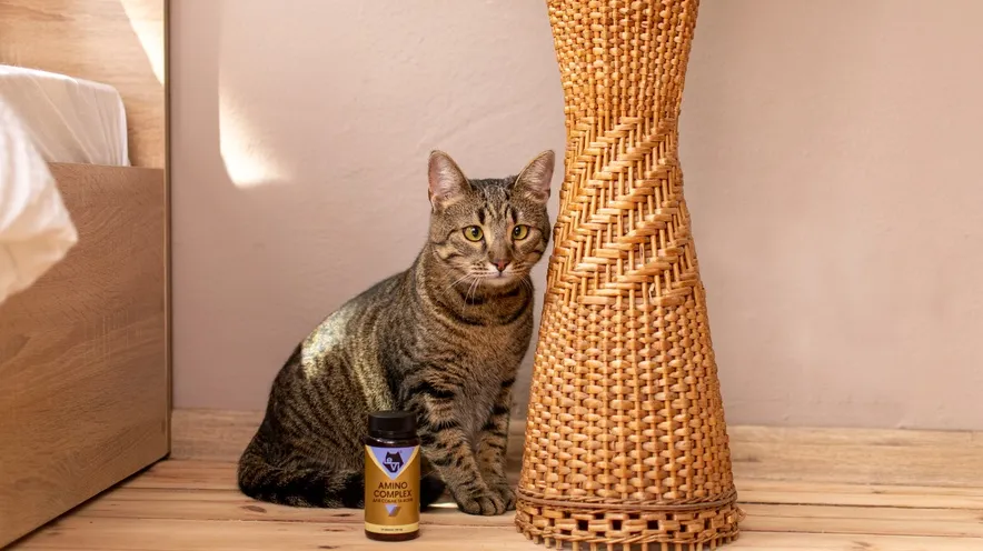 Навіщо котам потрібен аргінін: незамінна амінокислота для здоров’я