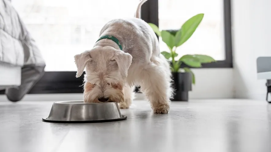 Для чого потрібен селен собаці? Важливість мікроелемента для здоров’я улюбленця