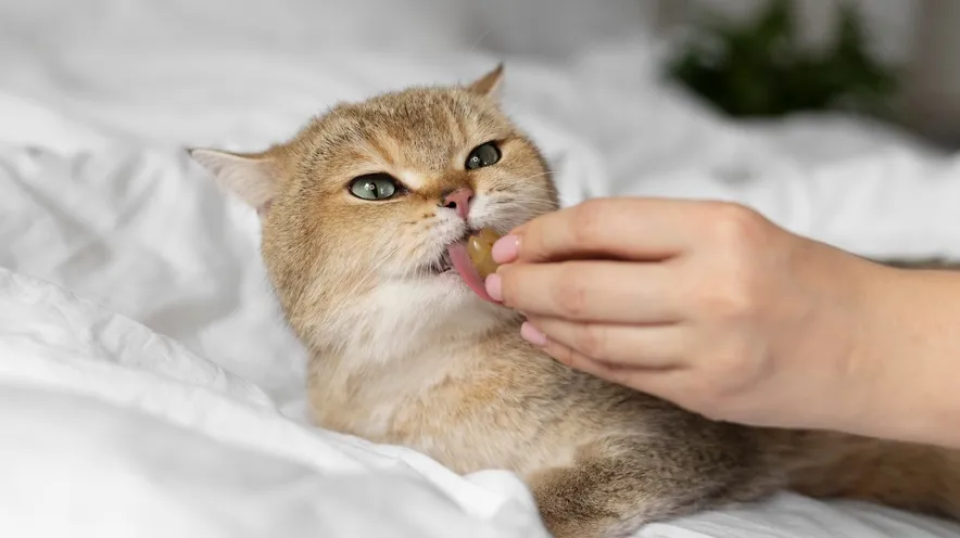 Чим зняти запалення ясен у кішки?