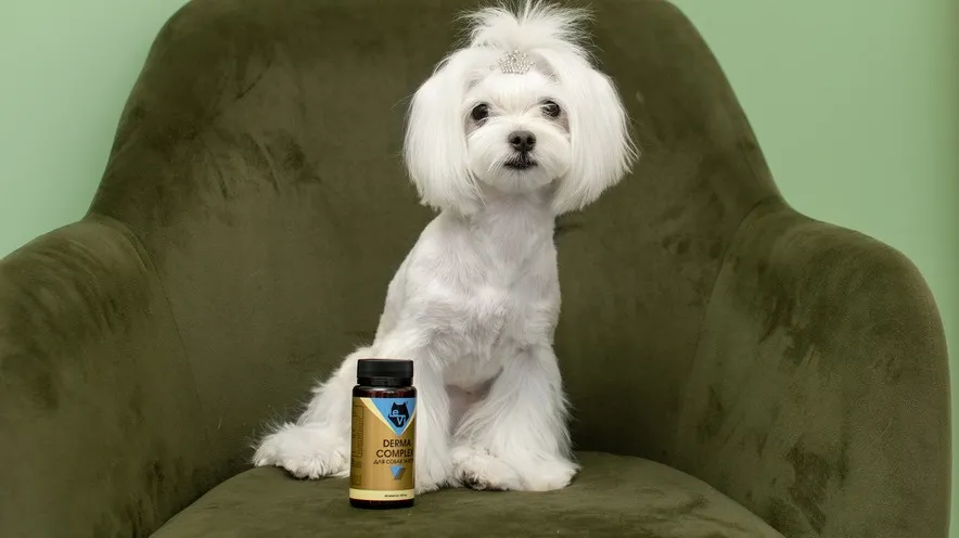 Що можна дати собаці для здоров’я шкіри: харчування, добавки та догляд