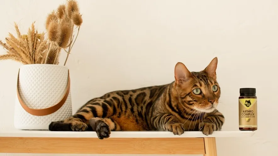 Коли слід починати давати кішці добавки для суглобів?