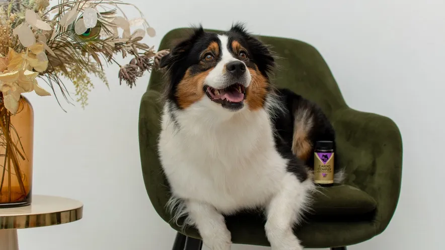 Як уповільнити розвиток серцевих захворювань у собак?