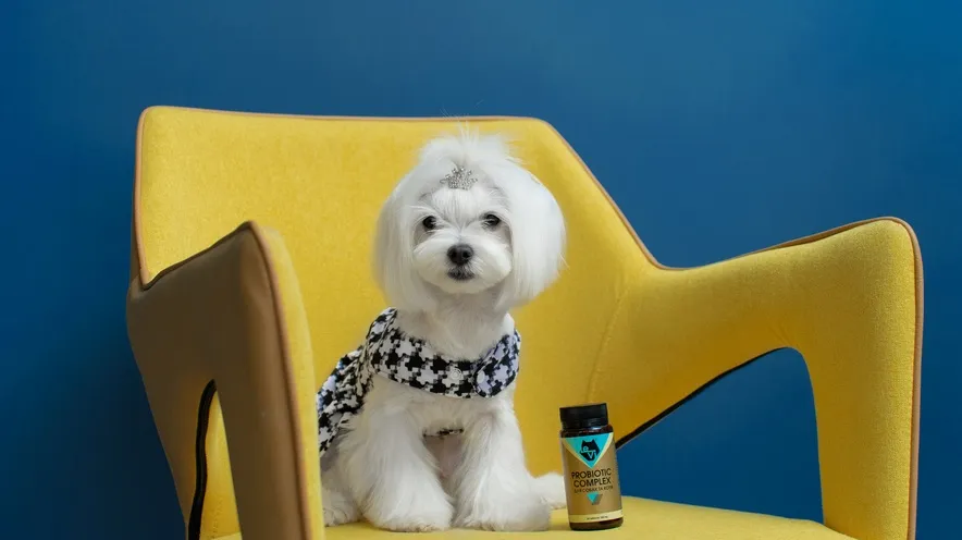 Пивні дріжджі для собак: користь для травлення та здоров’я шлунка