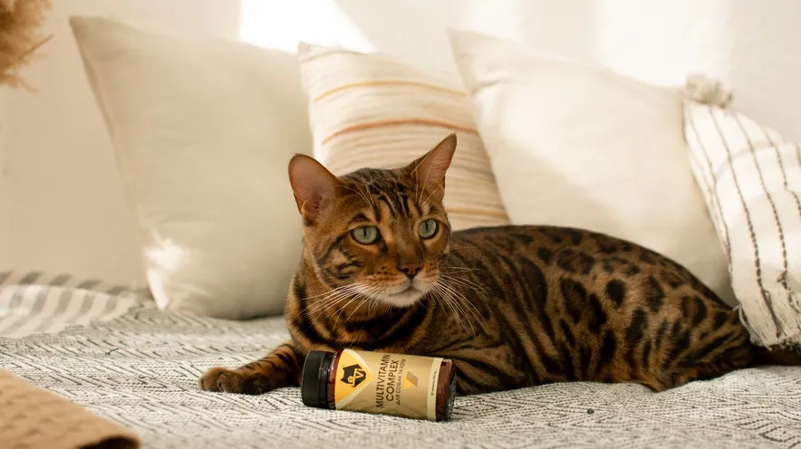 Які вітаміни потрібні для шерсті котів?