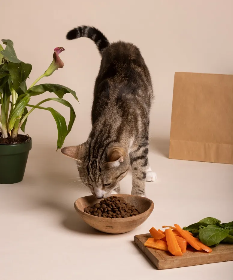 Чому кішка постійно просить їжу: незвичні причини, про які ви могли не знати