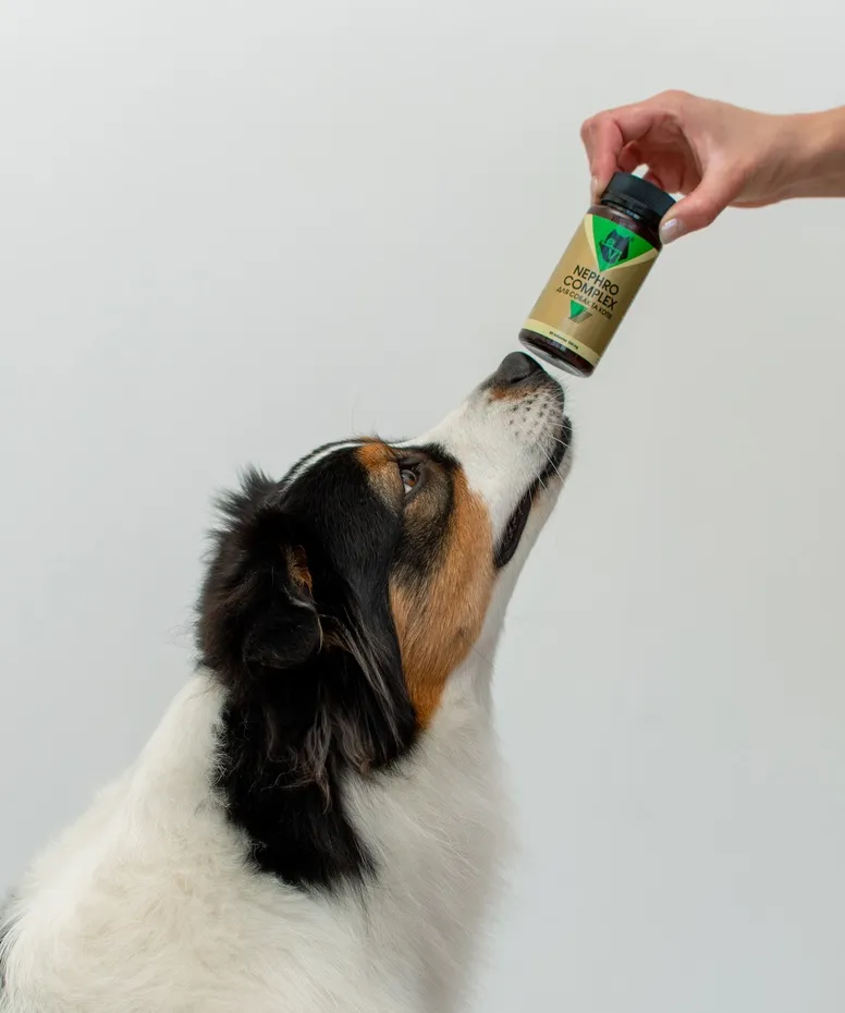 Що покращує функцію нирок у собак?