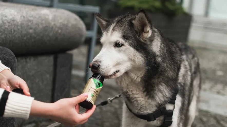 Що покращує функцію нирок у собак?