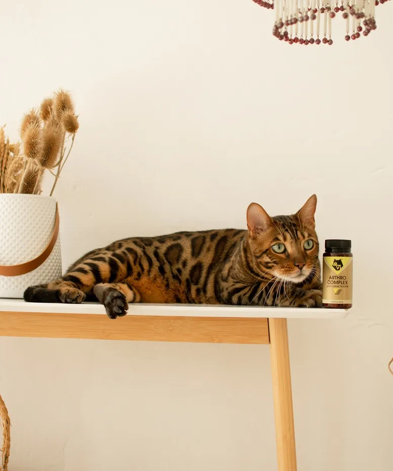 Чому котам можуть знадобитися добавки для суглобів?