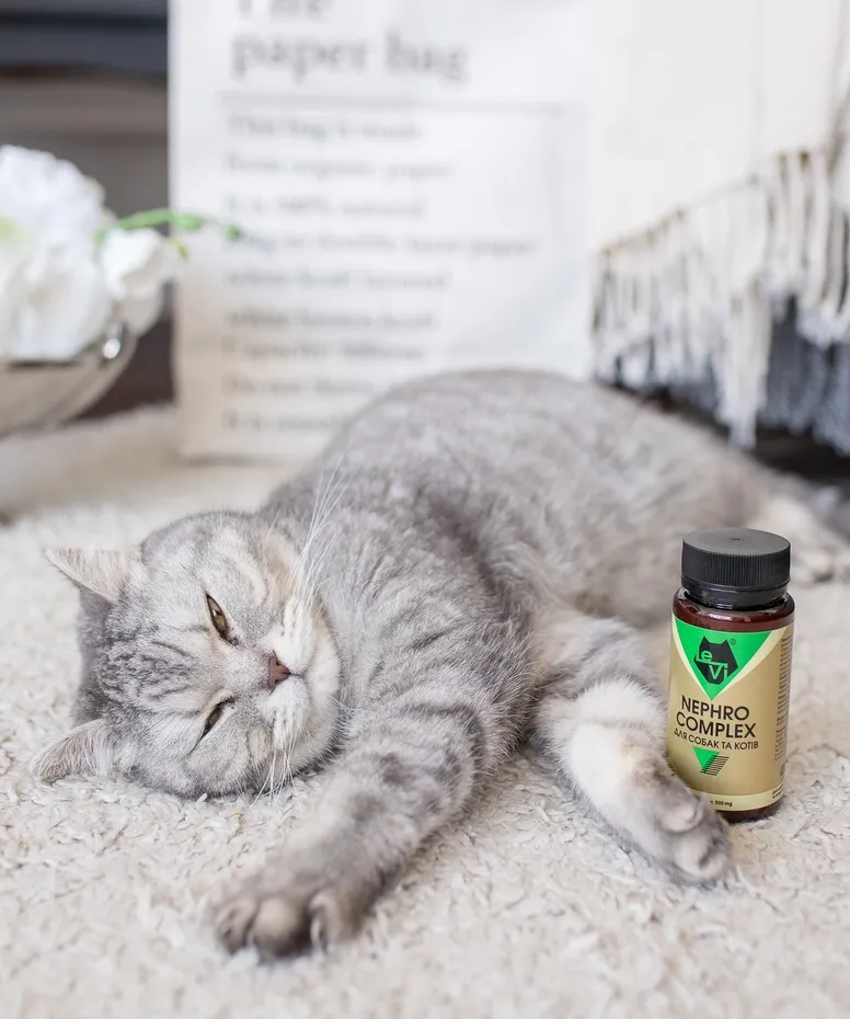 Що покращує функцію нирок у котів?