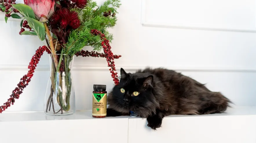 Що покращує функцію нирок у котів?