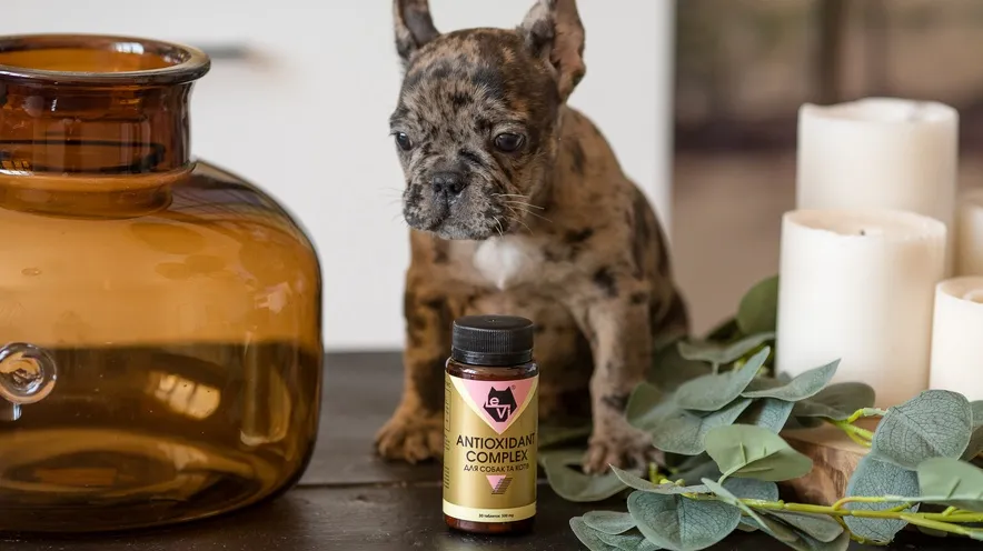 Чи можна собаці давати янтарну кислоту?