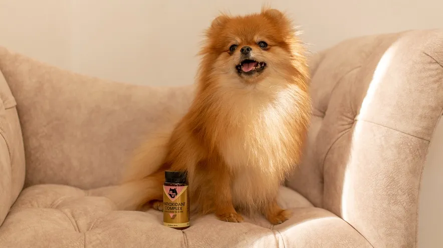 Чи можна собаці давати янтарну кислоту?