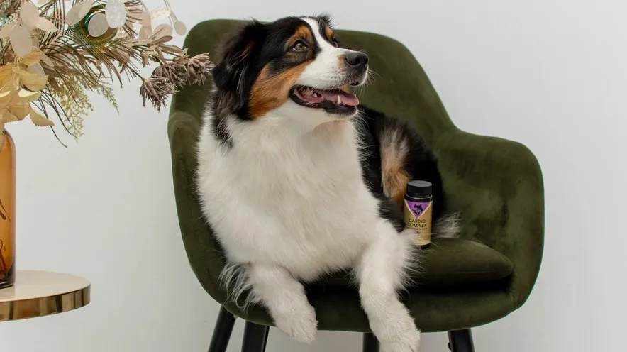 Як уповільнити розвиток захворювань серця у собак?