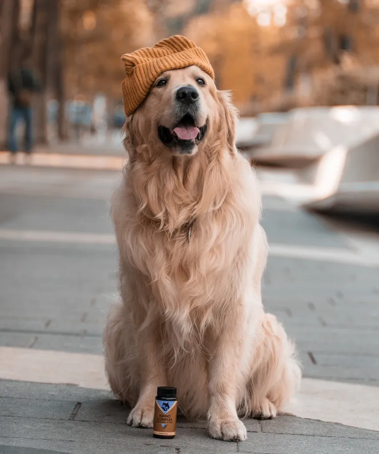 Як часто потрібно гуляти з собакою?