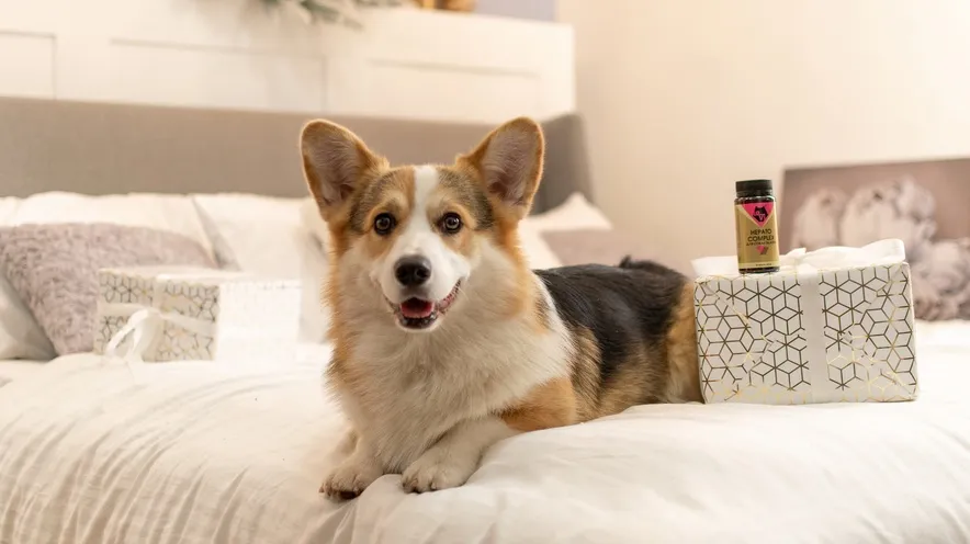 Відновлення печінки у собак: що можна дати для поліпшення стану?