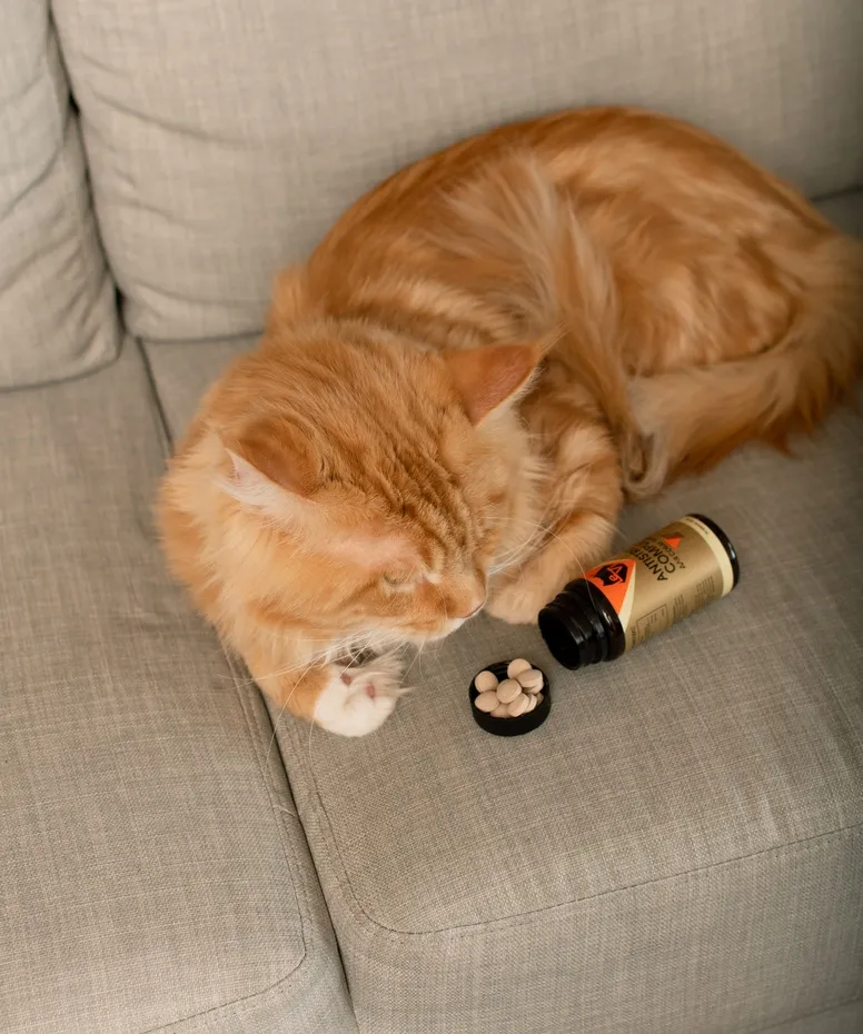 Як заспокоїти кішку в домашніх умовах?