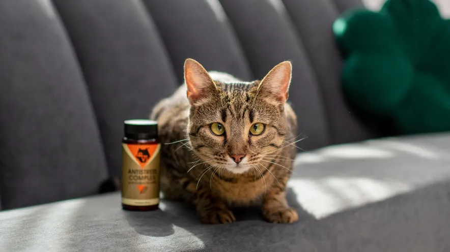 Як заспокоїти кішку в домашніх умовах?