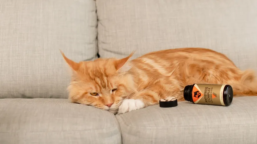 Як заспокоїти кішку в домашніх умовах?