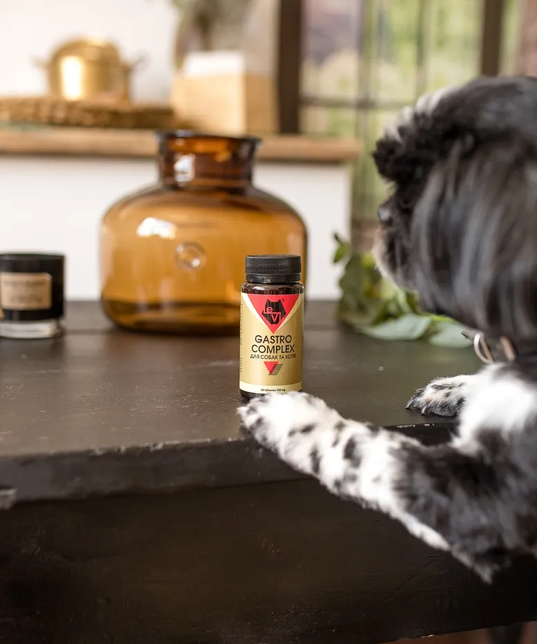 Як зрозуміти, що у собаки панкреатит?