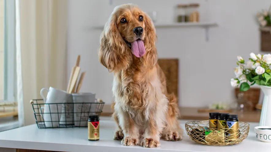 Як зрозуміти, що у собаки панкреатит?