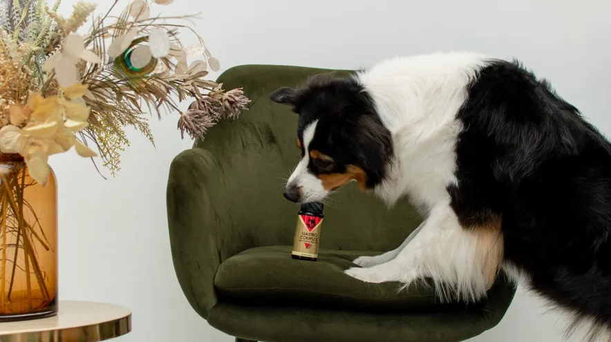 Як зрозуміти, що у собаки панкреатит?