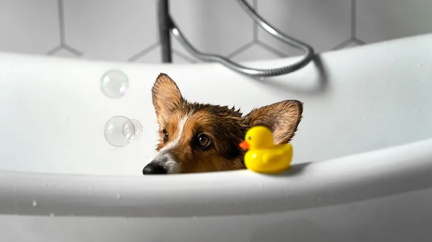 У чому різниця між шампунем для собак і шампунем для людей?