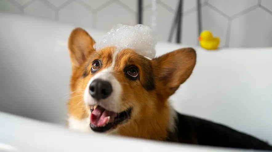 У чому різниця між шампунем для собак і шампунем для людей?