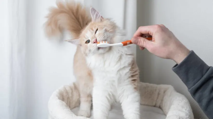 Котячі зуби: будова, функції та догляд