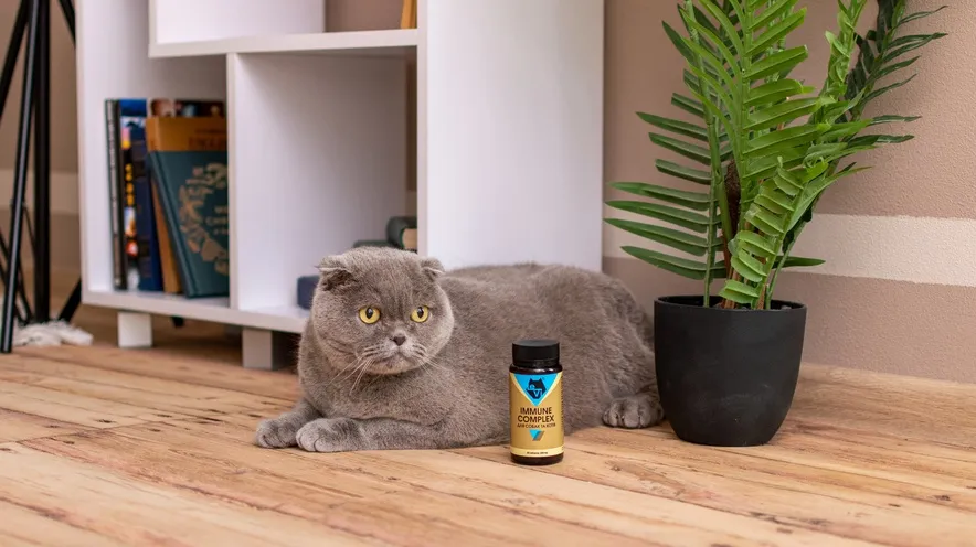 Чому у котів з віком знижується імунітет?